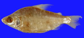 Media type: image; Ichthyology 20309